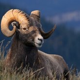 Алтайда арқар көбейді