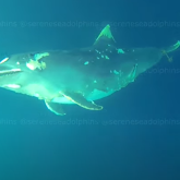 Қырым экологтары құйрығына тас байланған өлі дельфиндерді тапты (ВИДЕО)