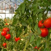 Түркістанның 3 жылыжайында қызанақ пен бұрыштан қауіпті вирус анықталды