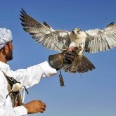 Ел Үкіметі араб шейхтары үшін аң аулау маусымын ашпақ