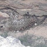 Маңғыстауда өлі қабыланның видеосы жарияланды