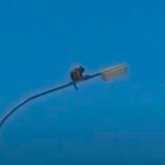 Маймылға оқ атқан Түркістан тұрғынына қатысты іс қозғалды