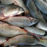 Елімізде бір аптада 3387 қылмыс жасалғаны анықталды