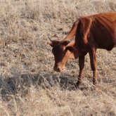 Қызылорда облысы Арал ауданында төтенше жағдай жарияланды