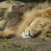 Қарағандыдағы саябақта көмілген арыстанның неден өлгені анықталды