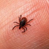 Арыстағы көпқабатты үйлерді кене басып жатыр (ВИДЕО)