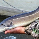 600 кг бекірені заңсыз аулаған күдікті ұсталды