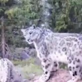 «Екі баласы болған»: Көлсайда жүрген қар барысы ВИДЕОҒА түсіп қалды