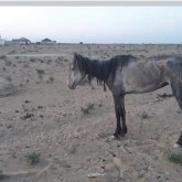 Қуаңшылық Атырауға жетіп, кесірінен жылқылар қырылуда