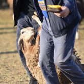 Елімізде Құрбан айт күні мал базарлары жұмыс істей ме?