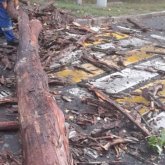 Алматыда жел тұрып, құлаған ағаш 16 көлікті қиратты