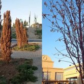 «Керуен-сарай» тағы да туристерге жақпай қалды: Желі қолданушылары кешендегі қураған ағаштарды қызу талқылауда