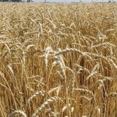 Елімізде биыл қанша астық жиналмақ?