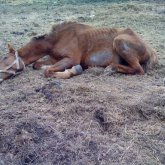 Маңғыстауда кене қаптады