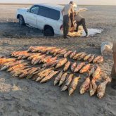 Шекарашылар браконьерлер көлігінен 136 млн теңгенің бекіре балығын тәркіледі