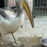 Ақтаудағы бірқазанды Алматыға апару үшін қаражат жинастырылып жатыр