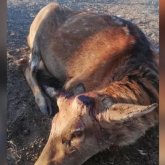 Бұғыларды қан-жоса қылғандардың әрекеті елдің ызасын келтірді (видео)