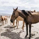 «Үкіметтің бөлген ақшасы түкке жетпеді»: Маңғыстау облысында жұттан тірі қалған малға жем-шөп жетіспей жатыр