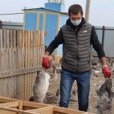 «Инфекция ошағындағы құстардың барлығы жойылады» - Ветеринарлық бақылау комитеті