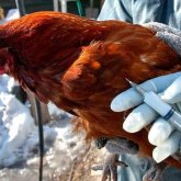 Ақмола облысында құс тұмауы шықты