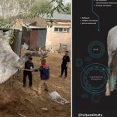 Ат спорты клубының қартайған тұлпарларды етке өткізіп жатқаны рас па? (видео)