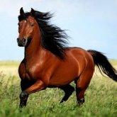 Қарағандыда фермер көршісінің жылқыларын атып тастады