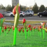 Ақтауда 15 миллион теңгеге пластик гүлдер отырғызылды