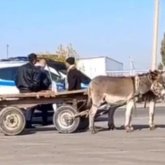 Есек арбаны тоқтатқан полицейлер күлкіге қалды