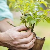 «Тұрғындар қаланың жасыл қорына ұқыпты қарауы тиіс» - Сағынтаев