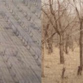 «Шенеуніктер ақшаны желге шашқан ба?»: Жамбыл облысында 108 гектар аумаққа егілген мыңдаған талдар қурап кеткен