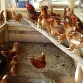 Ақтау тұрғыны көпқабатты үйдің төбесіне тауық қора салып алған (ВИДЕО)