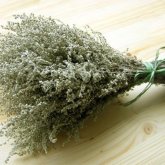 Елімізде жусаннан коронавирусқа қарсы дәрі жасалады