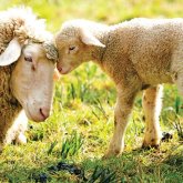 Қазақстанда үйде ұстайтын мал санына шектеу қойылады