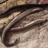 Атырау облысында ерекше балықтар ұсталды