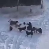 Қаңғыбас иттер әйелді талап тастады. Оны видеоға түсірген адам көмекке бармаған