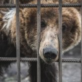 Павлодарда цирк иелері жануарларды стандартқа сай келмейтін жерде ұстағаны үшін жауапкершілікке тартылады