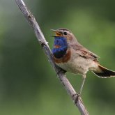 Бұлбұл жыл құсы болып жарияланды