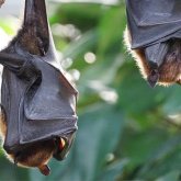 Ухан ғалымдары жаңа коронавирус туралы ескертті