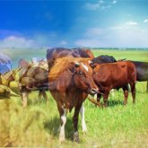 «Қосалқы шаруашылықтар өндірген өнімдердің пайдасын делдалдар көріп отыр» – Сенат депутаты