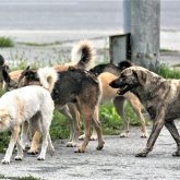 Наурыздан бастап қаңғыбас иттерді атуға тыйым салынады