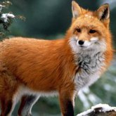 Астанада екі адамға түлкі шабуыл жасады