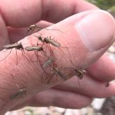 Оралда шыбын-шіркеймен күресуге 300 миллион теңге бөлінген