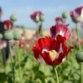 Тәліптер Ауғанстанда көкнәр өсіруге тыйым салды