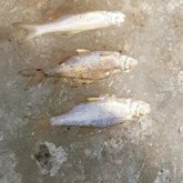 Әкімдік ботаникалық бақта балықтардың қырылуына қатысты түсініктеме берді