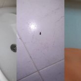 Шымкентте облыстық балалар ауруханасында тарақан өріп жүр