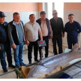 Атырау балықшылары 200 келі тартатын алып қортпа аулады