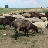 Түркістан облысында жалдамалы қойшы 140 бас қойды танысына сатып жіберген