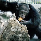 Алматы зообағындағы шимпанзе тордан қашып шығып бір баланы жарақаттады