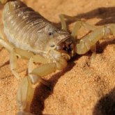 Атырауда шаян қаптап кетті