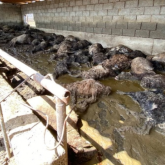 Түркістан облысында селден 400 бас мал қырылған